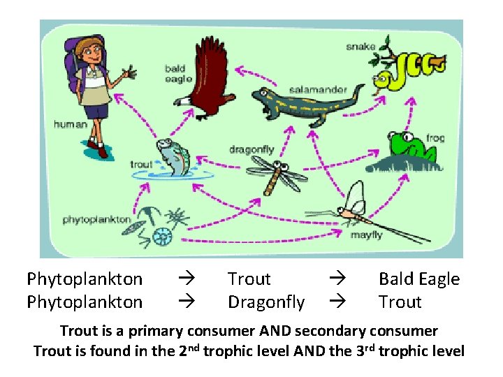 Phytoplankton Trout Dragonfly Bald Eagle Trout is a primary consumer AND secondary consumer Trout