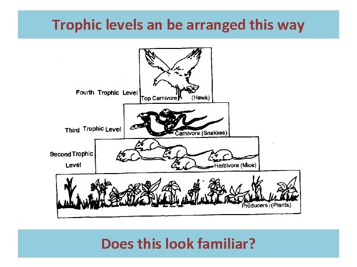 Trophic levels an be arranged this way Does this look familiar? 