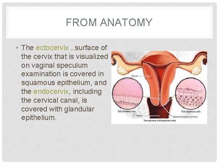 FROM ANATOMY • The ectocervix. . surface of the cervix that is visualized on