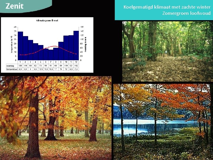 Koelgematigd klimaat met zachte winter Zomergroen loofwoud 