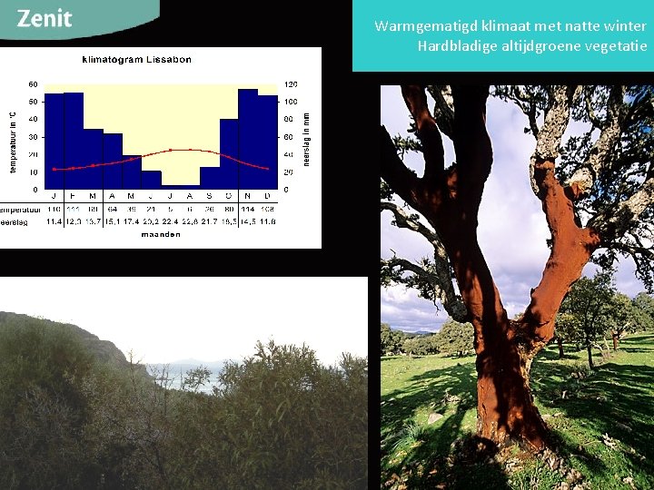 Warmgematigd klimaat met natte winter Hardbladige altijdgroene vegetatie 