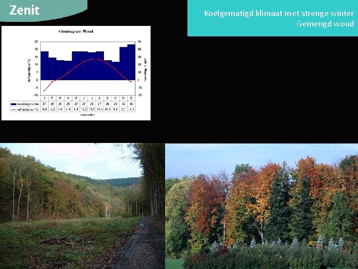 Koelgematigd klimaat met strenge winter Gemengd woud 