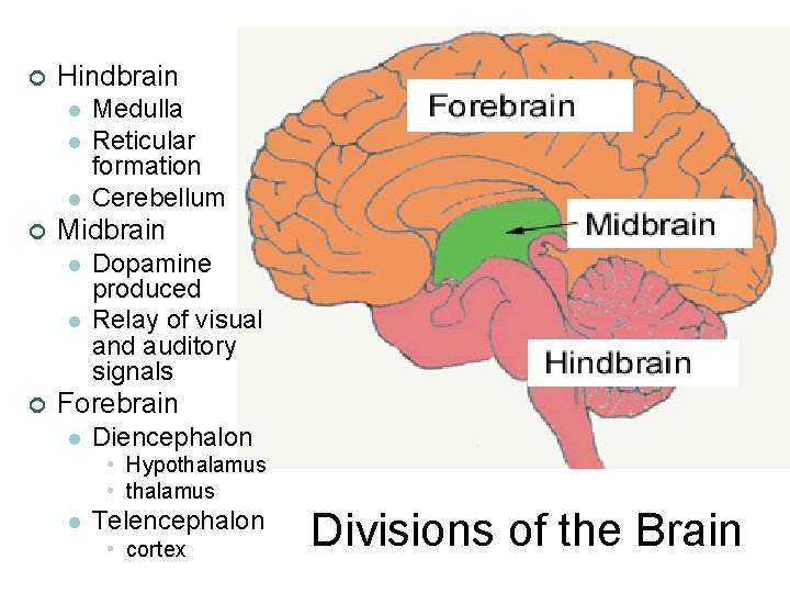 ¢ Hindbrain l l l ¢ Midbrain l l ¢ Medulla Reticular formation Cerebellum