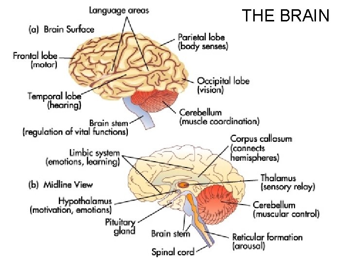 THE BRAIN 