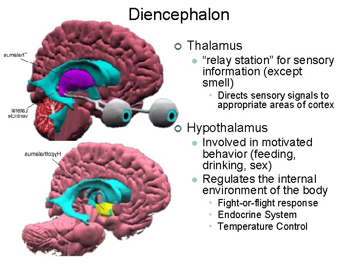 Diencephalon ¢ Thalamus l “relay station” for sensory information (except smell) • Directs sensory