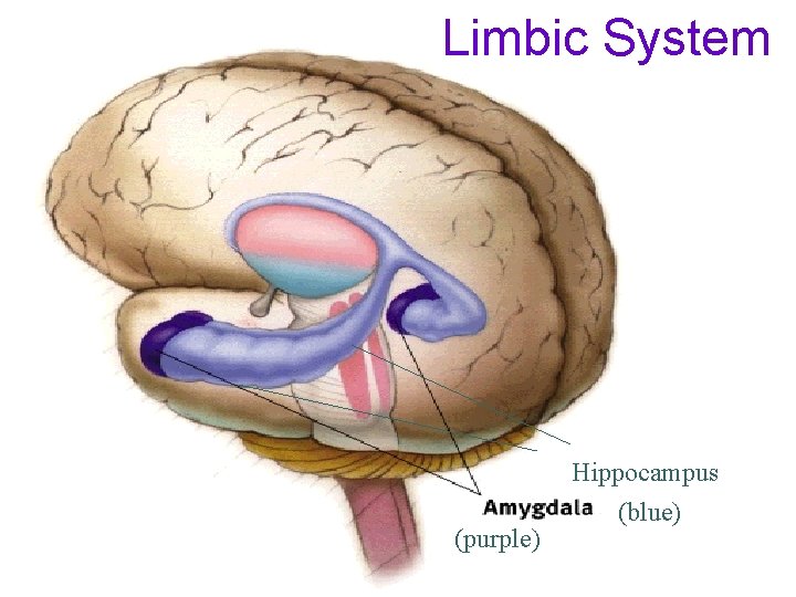 Limbic System (purple) Hippocampus (blue) 