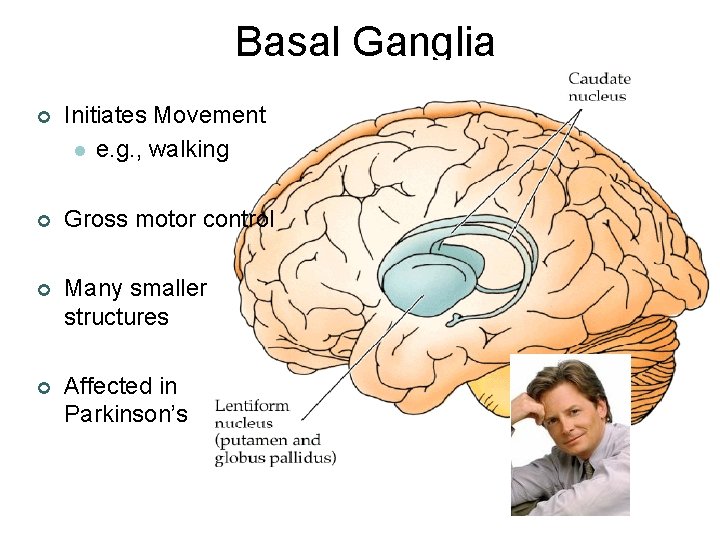 Basal Ganglia ¢ Initiates Movement l e. g. , walking ¢ Gross motor control