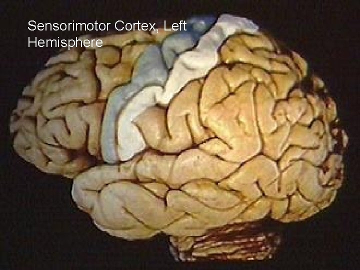 Sensorimotor Cortex, Left Hemisphere 