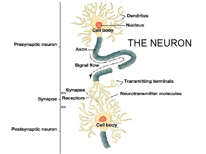 THE NEURON 
