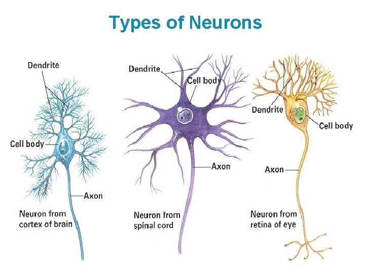 Types of Neurons 