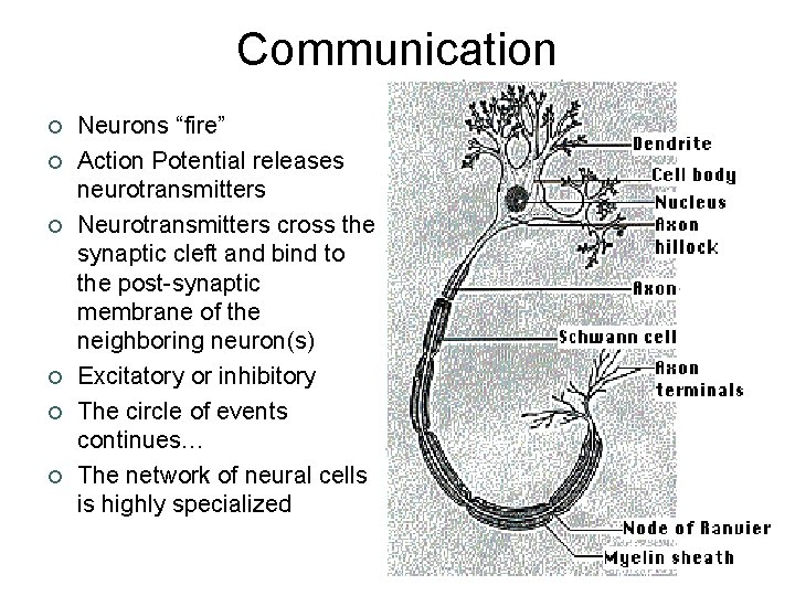 Communication ¢ ¢ ¢ Neurons “fire” Action Potential releases neurotransmitters Neurotransmitters cross the synaptic
