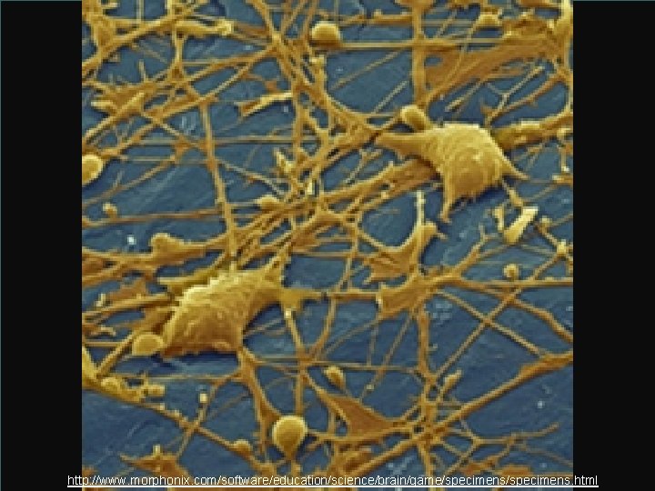 http: //www. morphonix. com/software/education/science/brain/game/specimens. html 