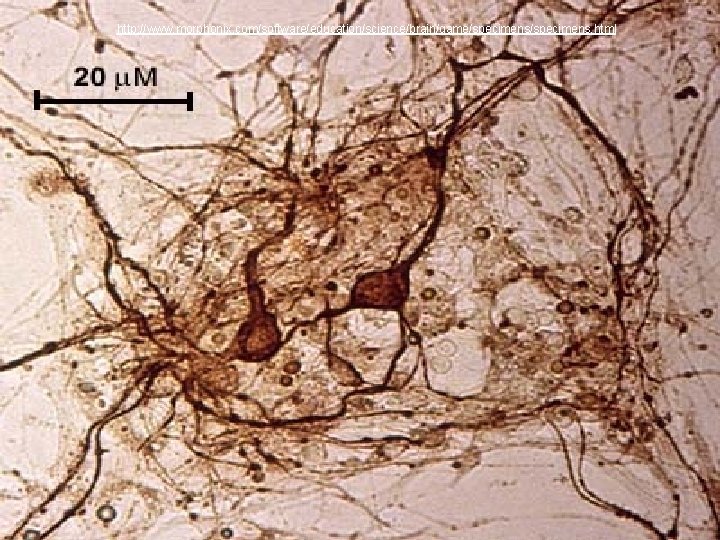 http: //www. morphonix. com/software/education/science/brain/game/specimens. html 