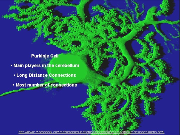 Purkinje Cell • Main players in the cerebellum • Long Distance Connections • Most