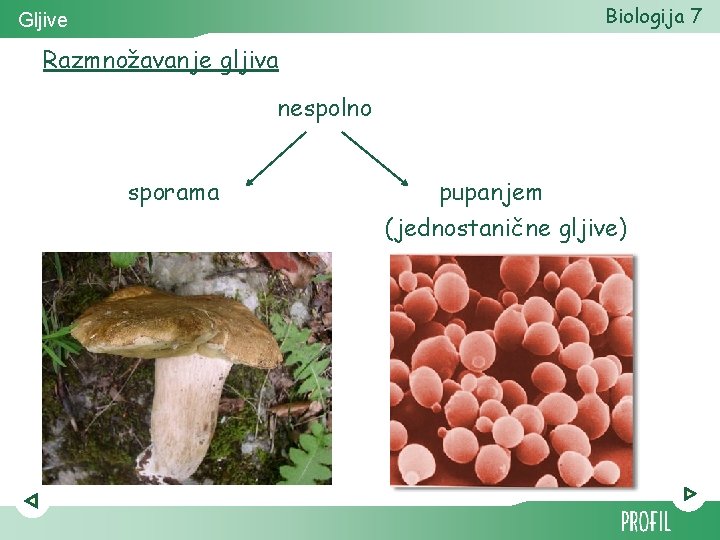 Biologija 7 Gljive Razmnožavanje gljiva nespolno sporama pupanjem (jednostanične gljive) 