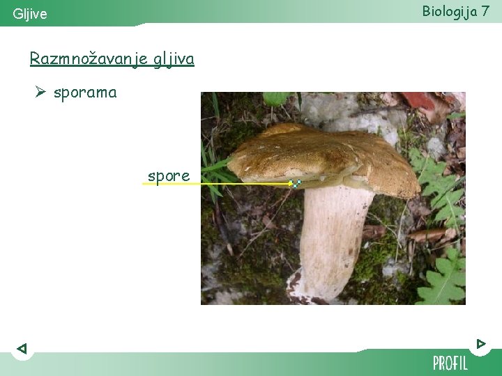 Biologija 7 Gljive Razmnožavanje gljiva Ø sporama spore Biologija 7 Gljive Razmnožavanje gljiva Ø sporama spore