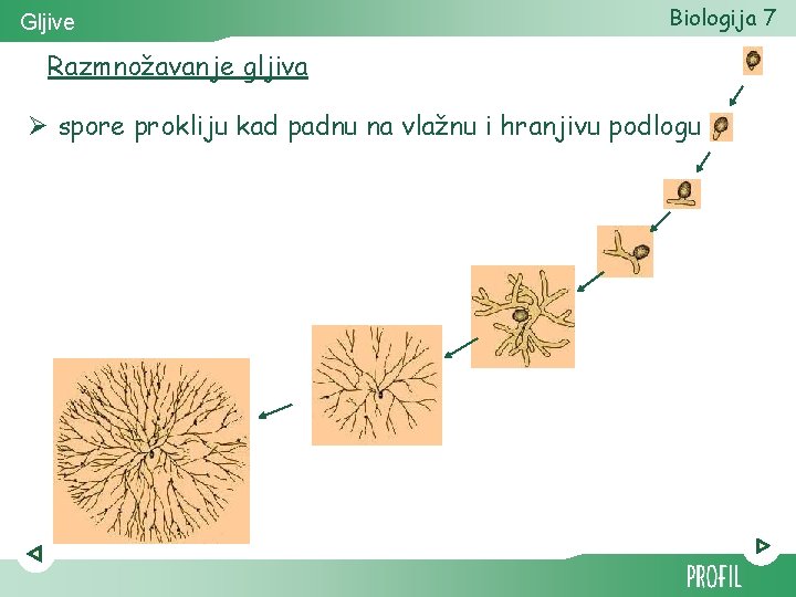 Gljive Biologija 7 Razmnožavanje gljiva Ø spore prokliju kad padnu na vlažnu i hranjivu