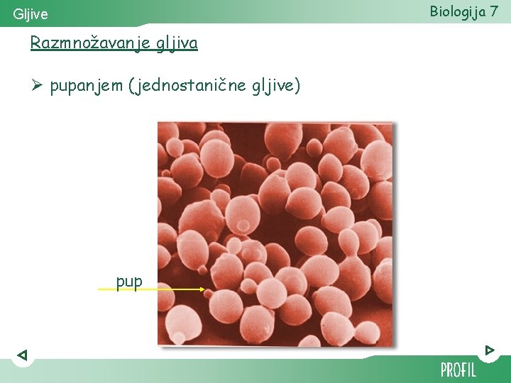 Biologija 7 Gljive Razmnožavanje gljiva Ø pupanjem (jednostanične gljive) pup 