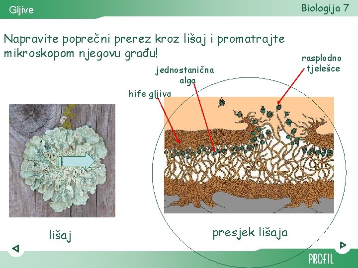 Biologija 7 Gljive Napravite poprečni prerez kroz lišaj i promatrajte mikroskopom njegovu građu! jednostanična