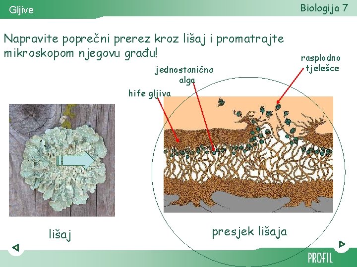 Biologija 7 Gljive Napravite poprečni prerez kroz lišaj i promatrajte mikroskopom njegovu građu! jednostanična Biologija 7 Gljive Napravite poprečni prerez kroz lišaj i promatrajte mikroskopom njegovu građu! jednostanična