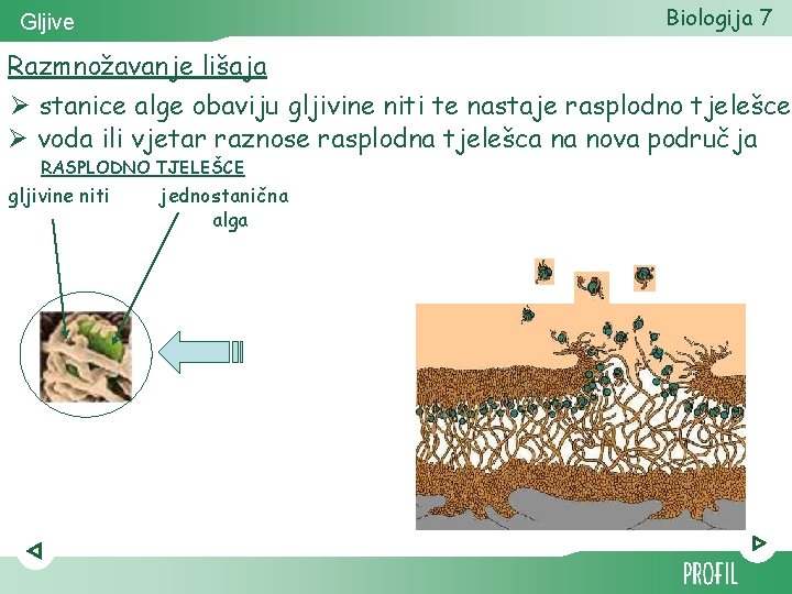 Biologija 7 Gljive Razmnožavanje lišaja Ø stanice alge obaviju gljivine niti te nastaje rasplodno