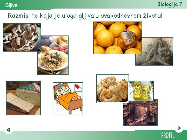 Gljive Biologija 7 Razmislite koja je uloga gljiva u svakodnevnom životu! 