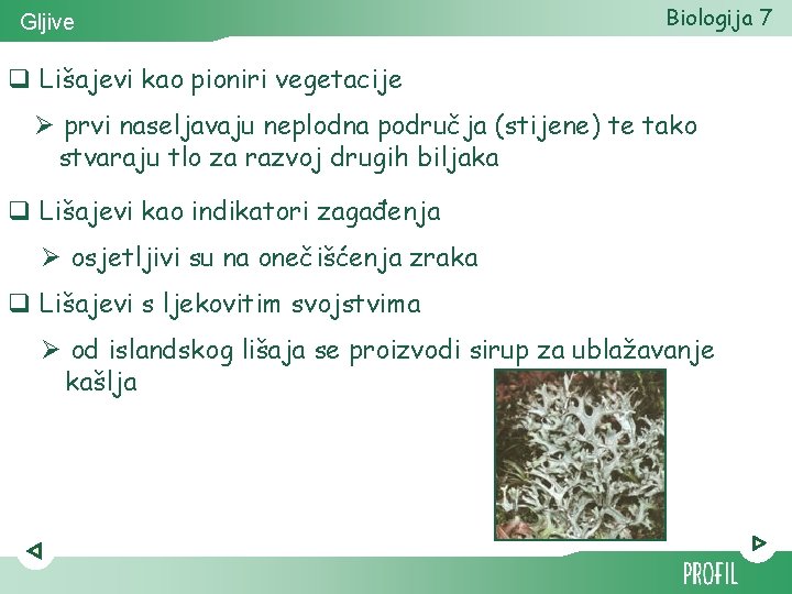 Gljive Biologija 7 q Lišajevi kao pioniri vegetacije Ø prvi naseljavaju neplodna područja (stijene)