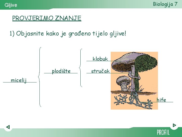 Biologija 7 Gljive PROVJERIMO ZNANJE 1) Objasnite kako je građeno tijelo gljive! klobuk plodište Biologija 7 Gljive PROVJERIMO ZNANJE 1) Objasnite kako je građeno tijelo gljive! klobuk plodište