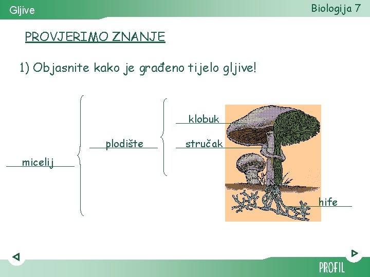 Biologija 7 Gljive PROVJERIMO ZNANJE 1) Objasnite kako je građeno tijelo gljive! klobuk plodište