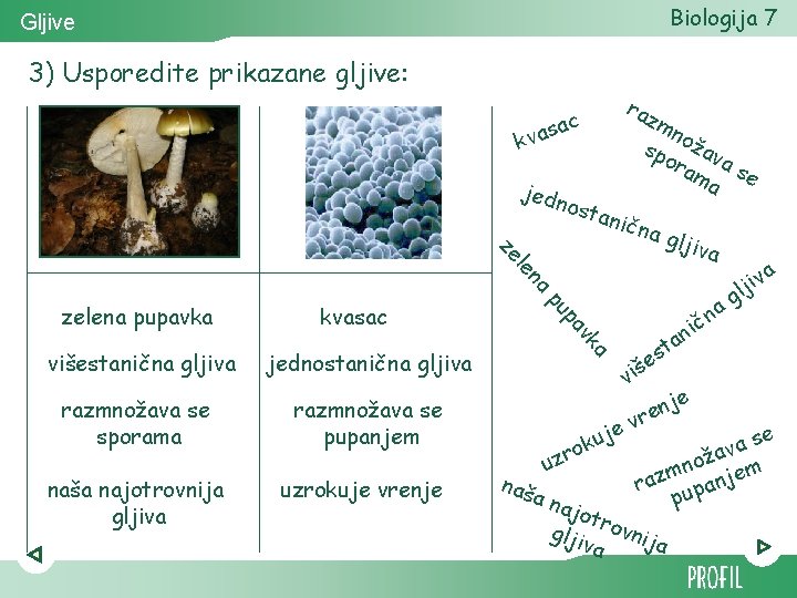 Biologija 7 Gljive 3) Usporedite prikazane gljive: raz ac mn sp ožav or am