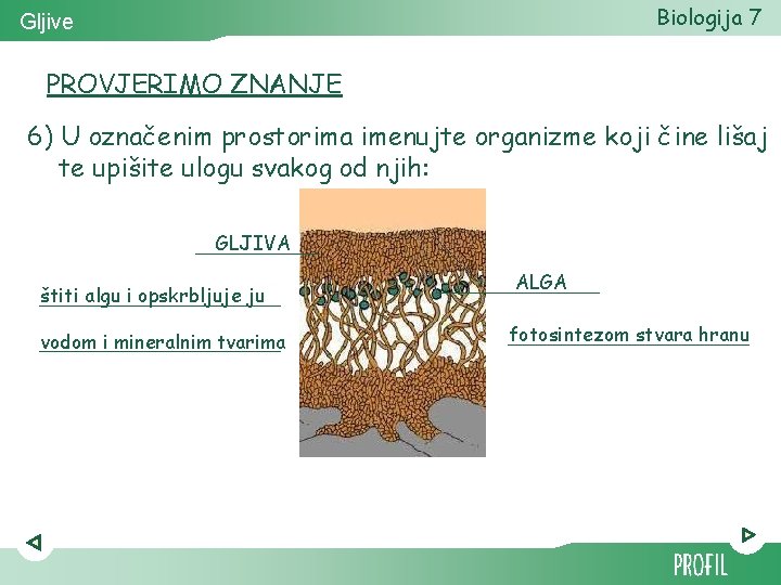 Biologija 7 Gljive PROVJERIMO ZNANJE 6) U označenim prostorima imenujte organizme koji čine lišaj Biologija 7 Gljive PROVJERIMO ZNANJE 6) U označenim prostorima imenujte organizme koji čine lišaj