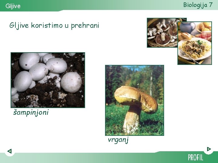 Biologija 7 Gljive koristimo u prehrani šampinjoni vrganj 