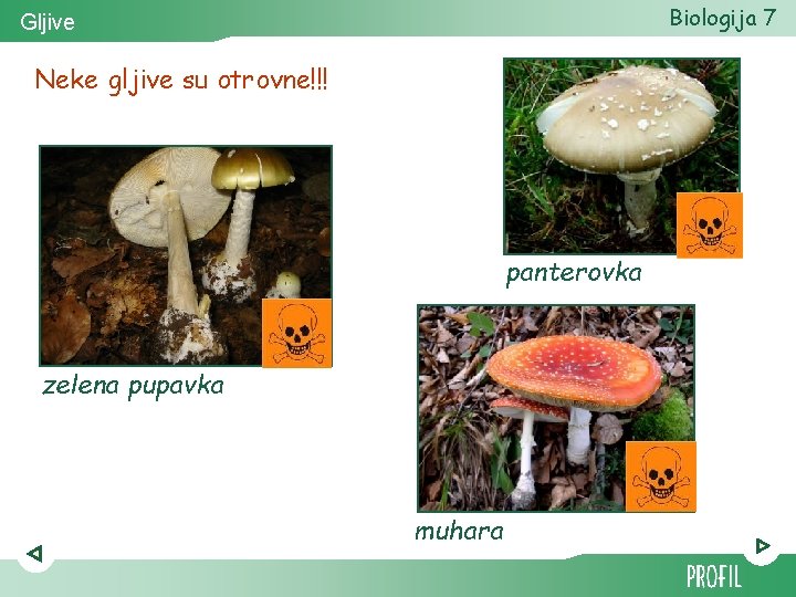 Biologija 7 Gljive Neke gljive su otrovne!!! panterovka zelena pupavka muhara 