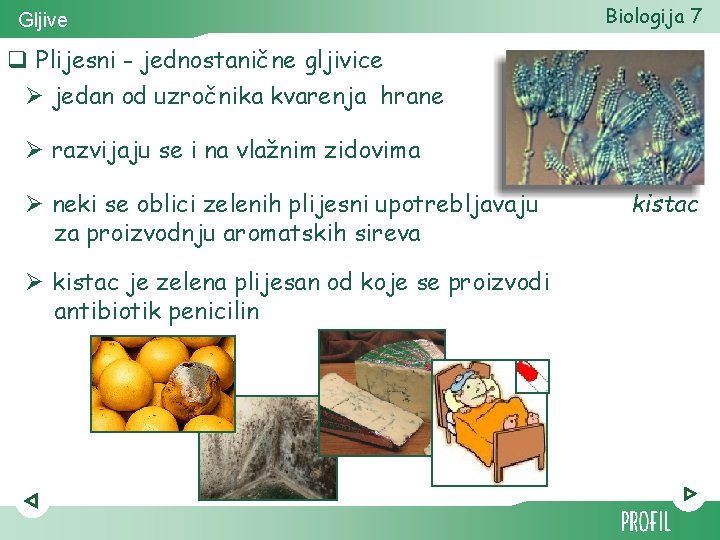 Gljive Biologija 7 q Plijesni - jednostanične gljivice Ø jedan od uzročnika kvarenja hrane Gljive Biologija 7 q Plijesni - jednostanične gljivice Ø jedan od uzročnika kvarenja hrane