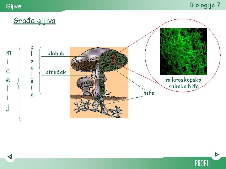 Biologija 7 Gljive Građa gljiva m i c e l i j p l