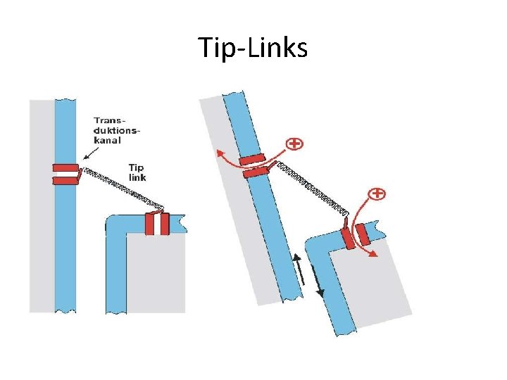 Tip-Links 