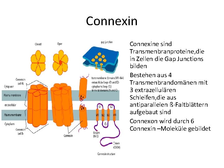 Connexin • Connexine sind Transmenbranproteine, die in Zellen die Gap Junctions bilden • Bestehen