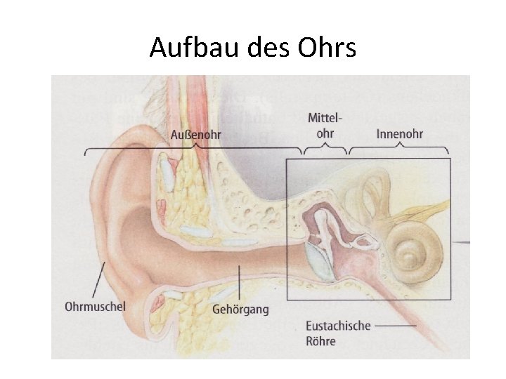 Aufbau des Ohrs 