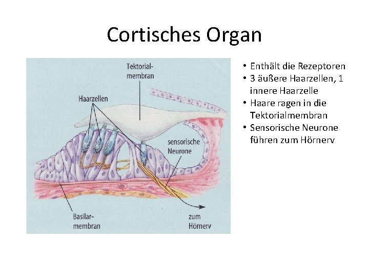 Cortisches Organ • Enthält die Rezeptoren • 3 äußere Haarzellen, 1 innere Haarzelle •