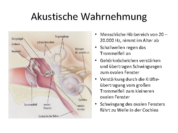 Akustische Wahrnehmung • Menschliche Hörbereich von 20 – 20. 000 Hz, nimmt im Alter