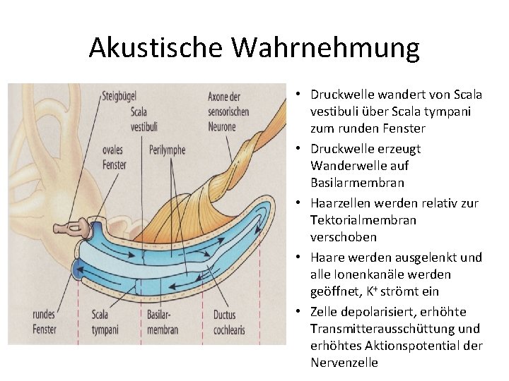 Akustische Wahrnehmung • Druckwelle wandert von Scala vestibuli über Scala tympani zum runden Fenster