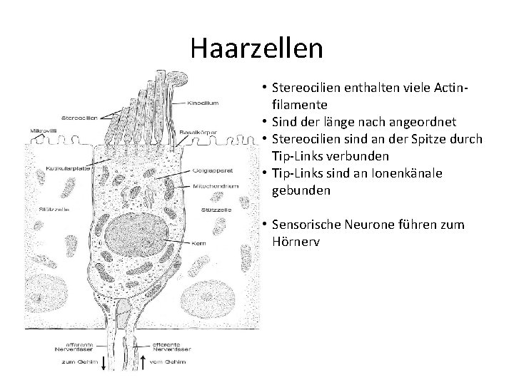 Haarzellen • Stereocilien enthalten viele Actinfilamente • Sind der länge nach angeordnet • Stereocilien