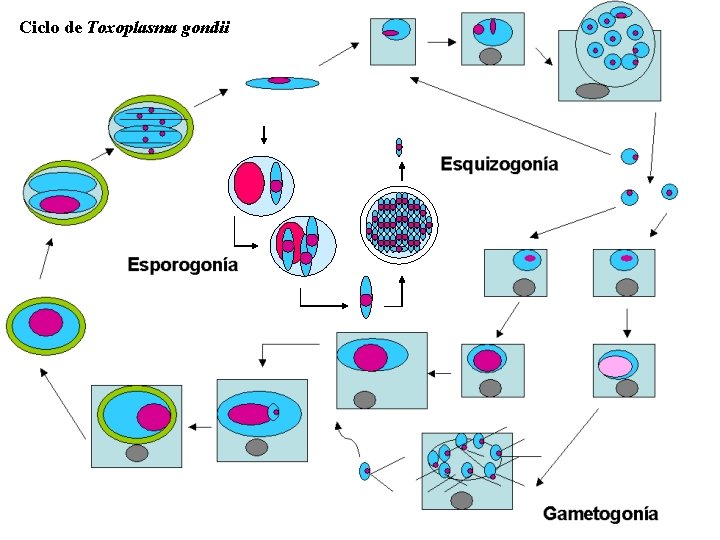 Ciclo de Toxoplasma gondii 