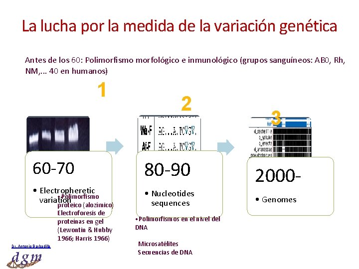 La lucha por la medida de la variación genética Antes de los 60: Polimorfismo