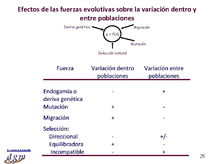Efectos de las fuerzas evolutivas sobre la variación dentro y entre poblaciones Deriva genética