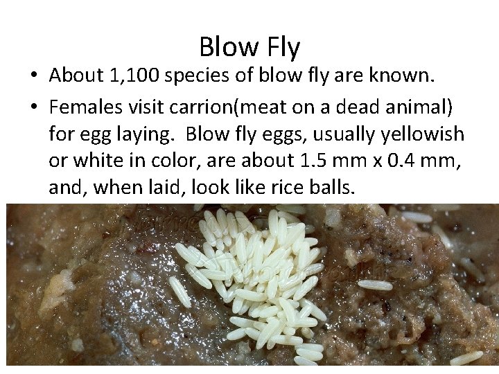 Blow Fly • About 1, 100 species of blow fly are known. • Females