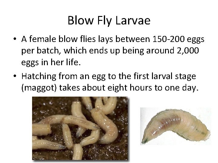 Blow Fly Larvae • A female blow flies lays between 150 -200 eggs per