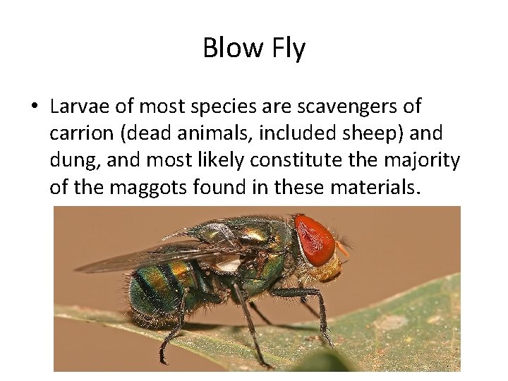 Blow Fly • Larvae of most species are scavengers of carrion (dead animals, included