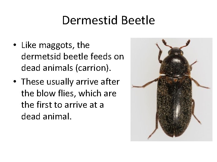 Dermestid Beetle • Like maggots, the dermetsid beetle feeds on dead animals (carrion). •