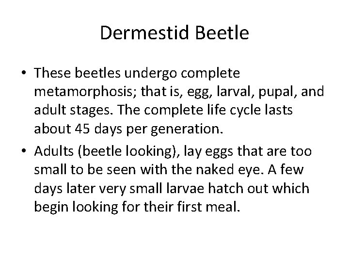 Dermestid Beetle • These beetles undergo complete metamorphosis; that is, egg, larval, pupal, and